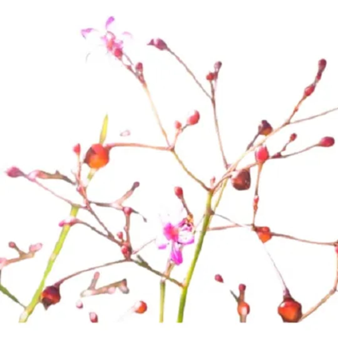 Ginseng De Java Talinum - Imagen 1