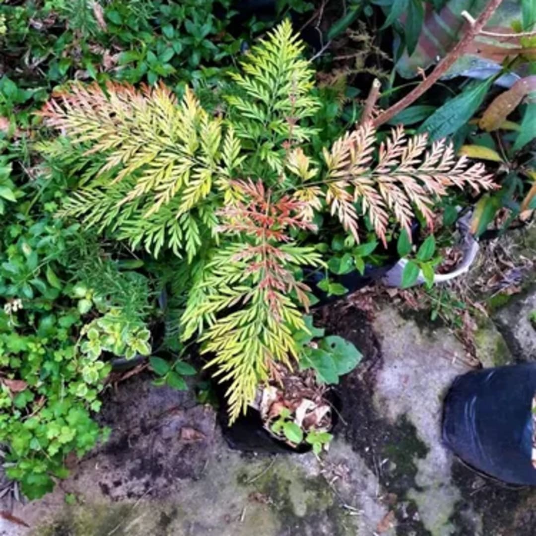 Grevillea Robusta Pino De Oro - Miniatura 2
