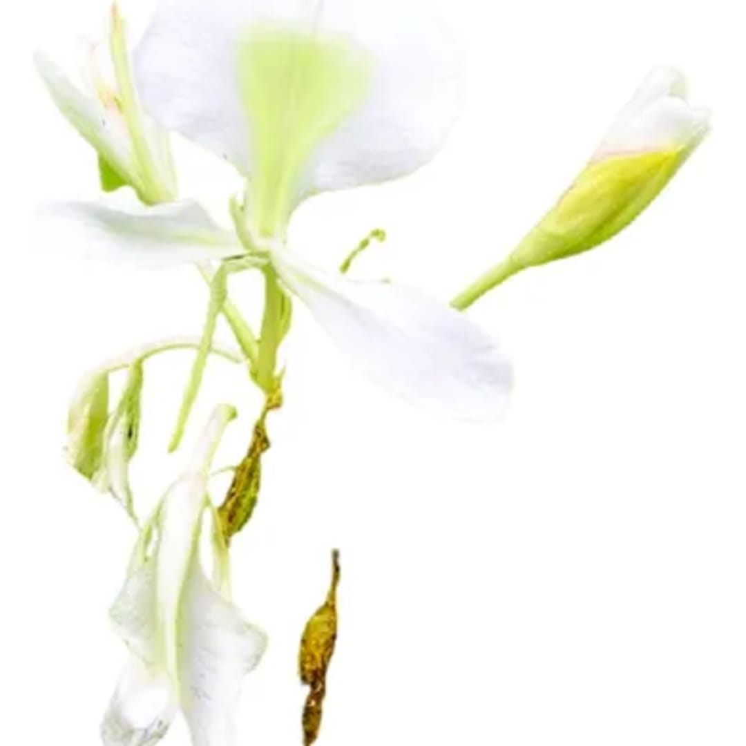 Hedychium Coronarium - Imagen 1