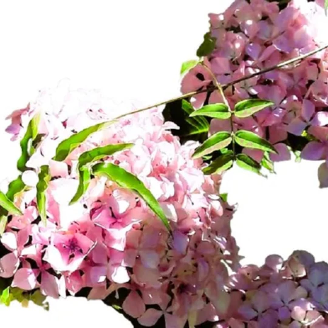 Hortensias Rosadas Hydrangea - Imagen 1