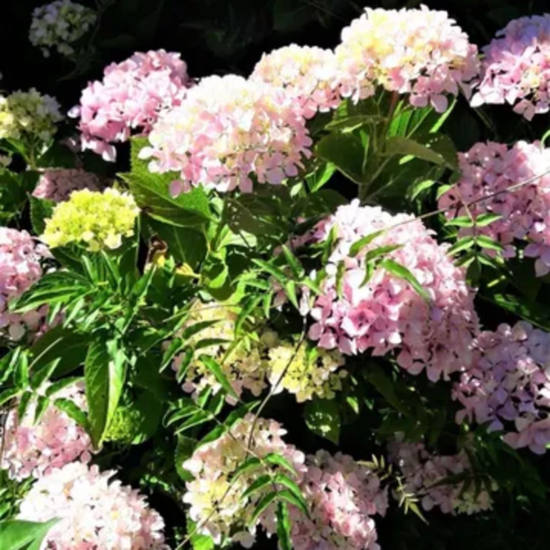 Hortensias Rosadas Hydrangea - Miniatura 2