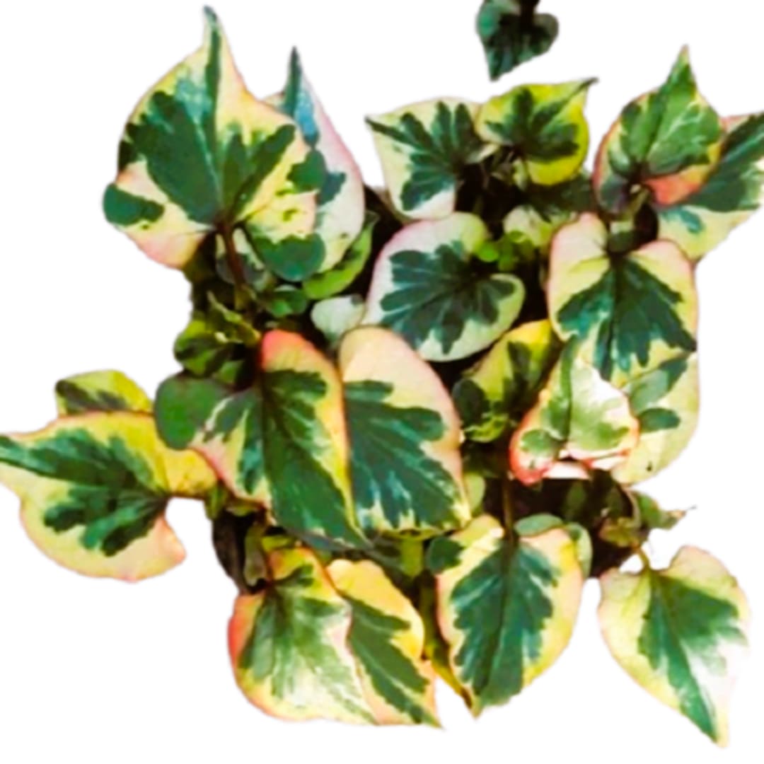 Houttuynia Cordata "Planta Camaleón" "Hierba del Pescado " - Imagen 1
