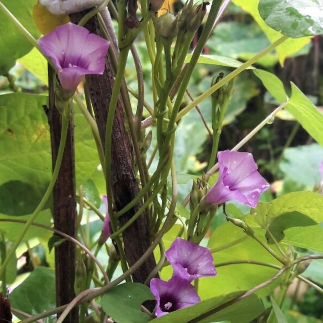 Ipomoea Triloba - Campanilla - Gloria de la mañana - Enredadera Flor Lila Violeta Claro - Miniatura 3