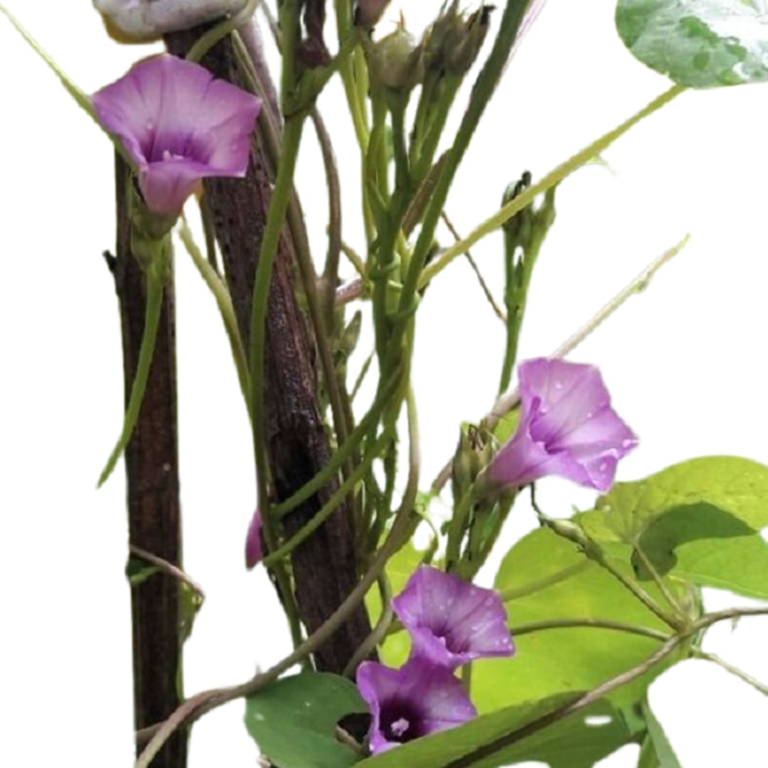 Ipomoea Triloba - Campanilla - Gloria de la mañana - Enredadera Flor Lila Violeta Claro - Imagen 1