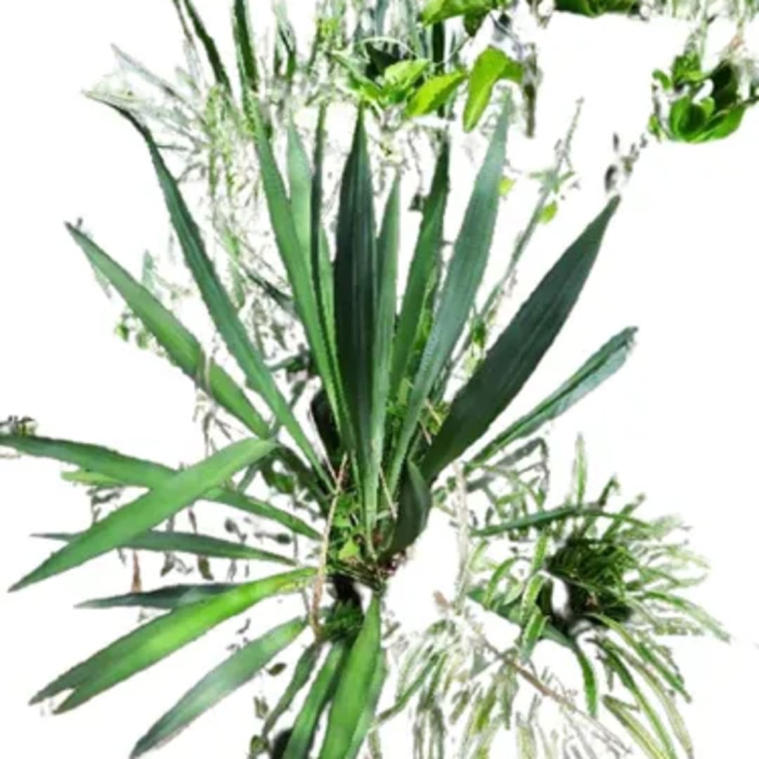 Izote Yucca - Imagen 1