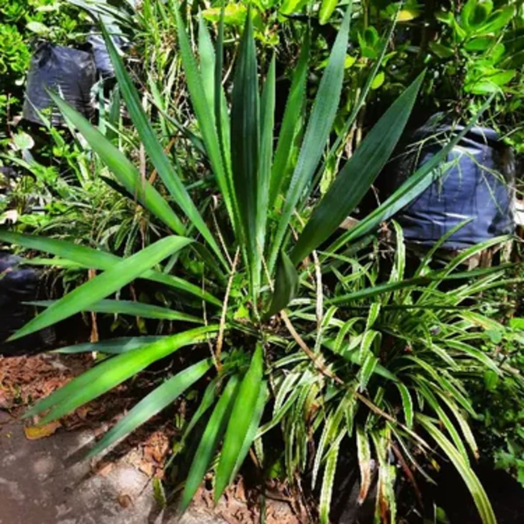 Izote Yucca - Miniatura 2
