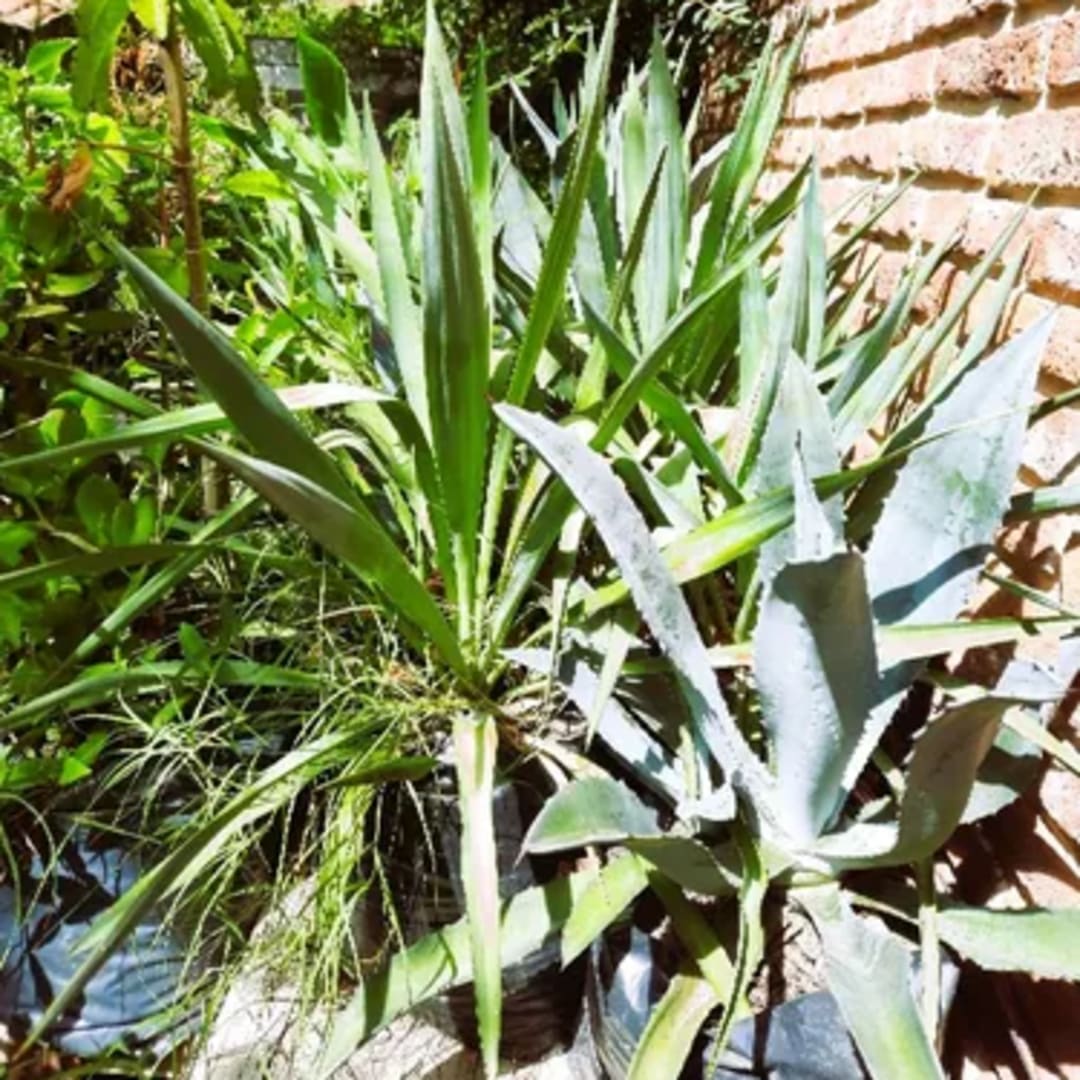 Izote Yucca - Miniatura 3