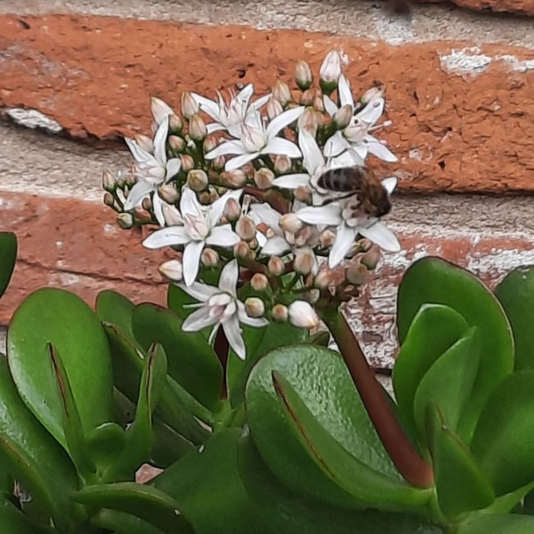 Árbol De Jade Crassula Ovata - abundancia y prosperidad -  flores que sanan el alma - Imagen 1