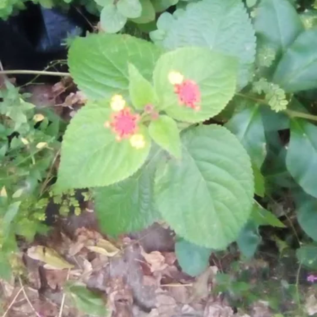 Lantana Camara - Miniatura 2