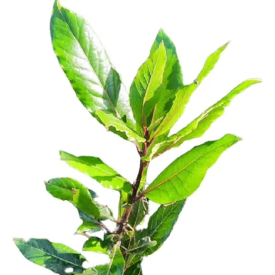 Laurel Laurus Nobilis 120 Cm - Imagen 1