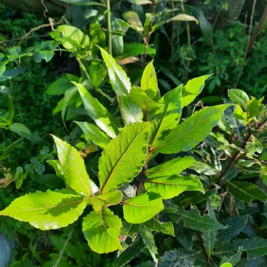 Laurel Laurus Nobilis 120 Cm - Miniatura 2