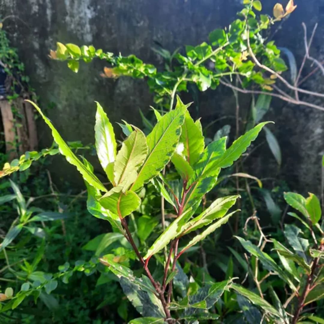 Laurel Laurus Nobilis 120 Cm - Miniatura 3