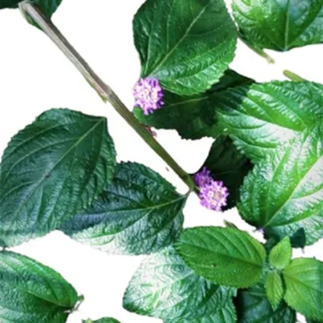 Lippia Alba Arbusto Apoyante - Imagen 1