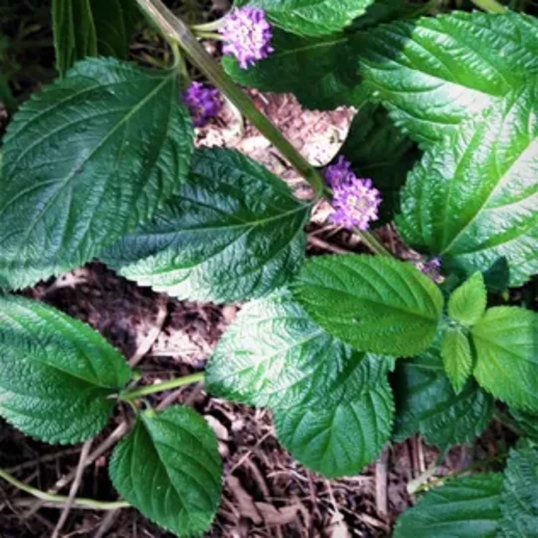 Lippia Alba Arbusto Apoyante - Miniatura 3