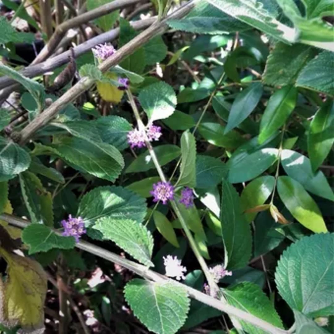 Lippia Alba Arbusto Apoyante - Miniatura 4