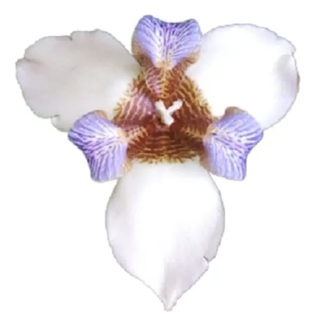 Lirio Caminante Iris Neomarica - Imagen 1