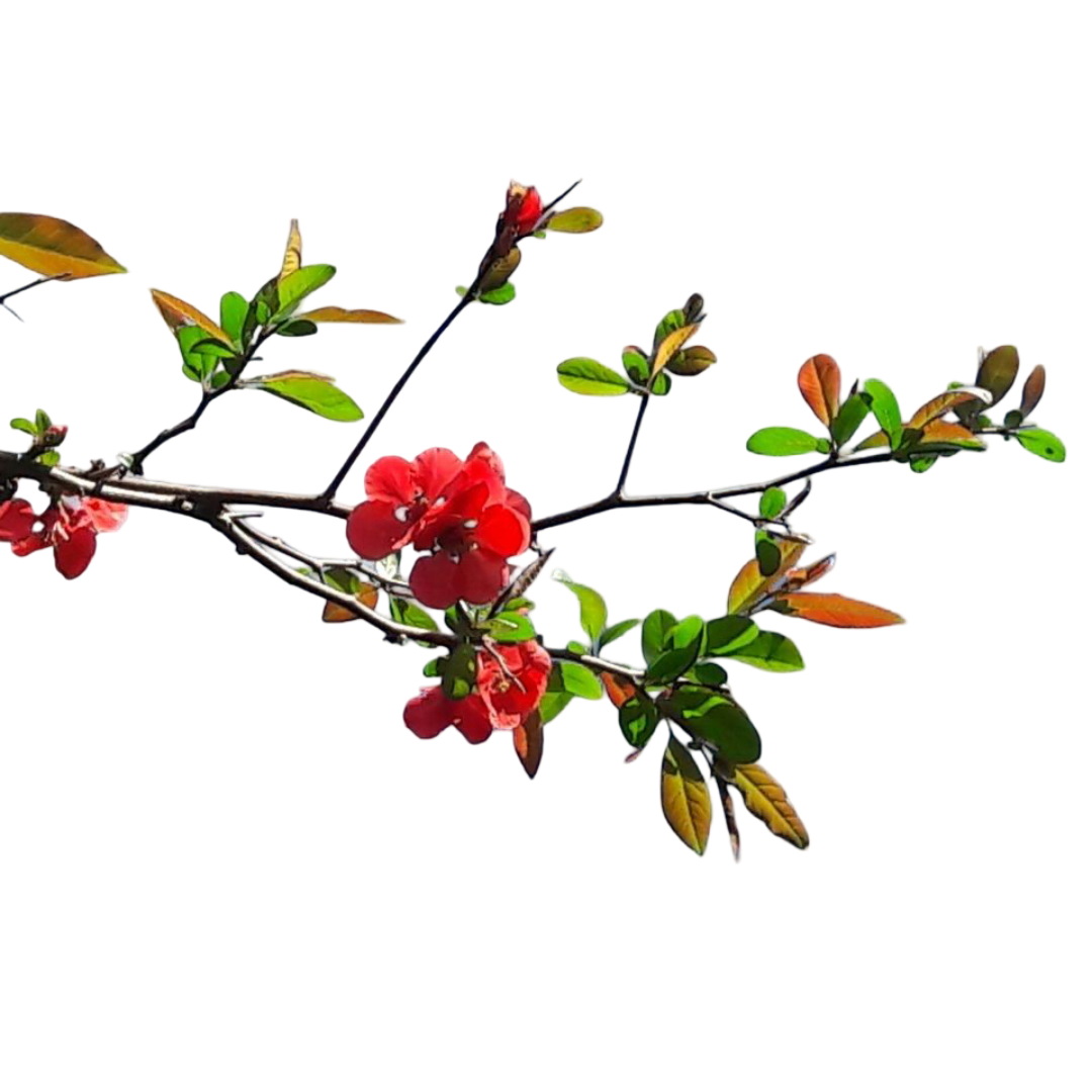 Membrillo de Jardín - Chaenomeles Japonica - Cydonia Japonica - Chaenomeles Speciosa - Imagen 1