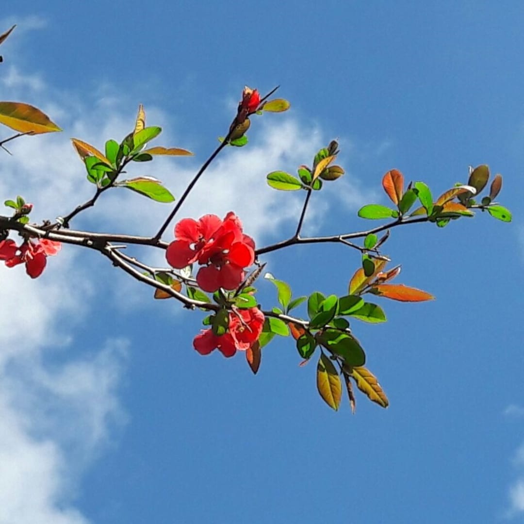 Membrillo de Jardín - Chaenomeles Japonica - Cydonia Japonica - Chaenomeles Speciosa - Miniatura 2