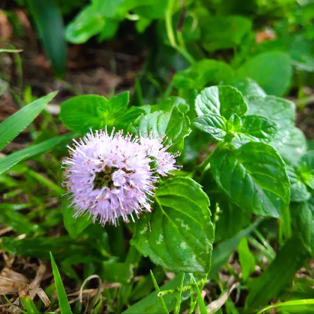 Menta Aquatica - Mentha de Agua - Water Mint - Minthe - Menthe - Miniatura 2