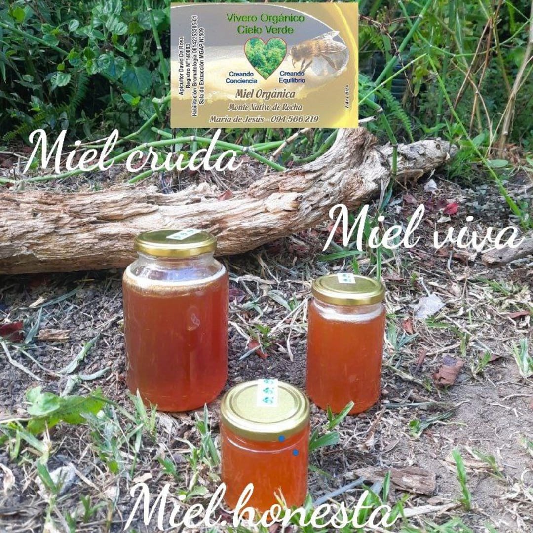 Miel cruda orgánica de monte nativo de Rocha. Miel pura, pura Miel - 250 gramos - Imagen 1