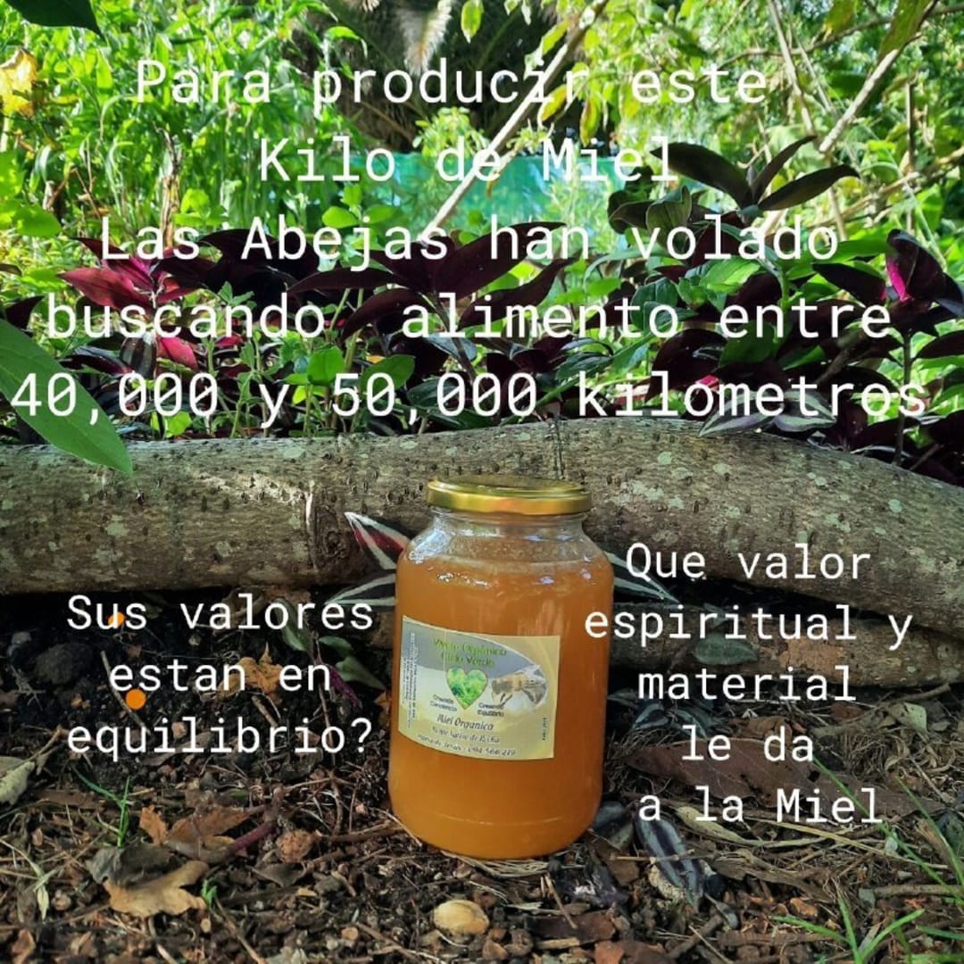 Miel cruda orgánica de monte nativo de Rocha. Miel pura, pura Miel - 1000 gramos - Miniatura 3