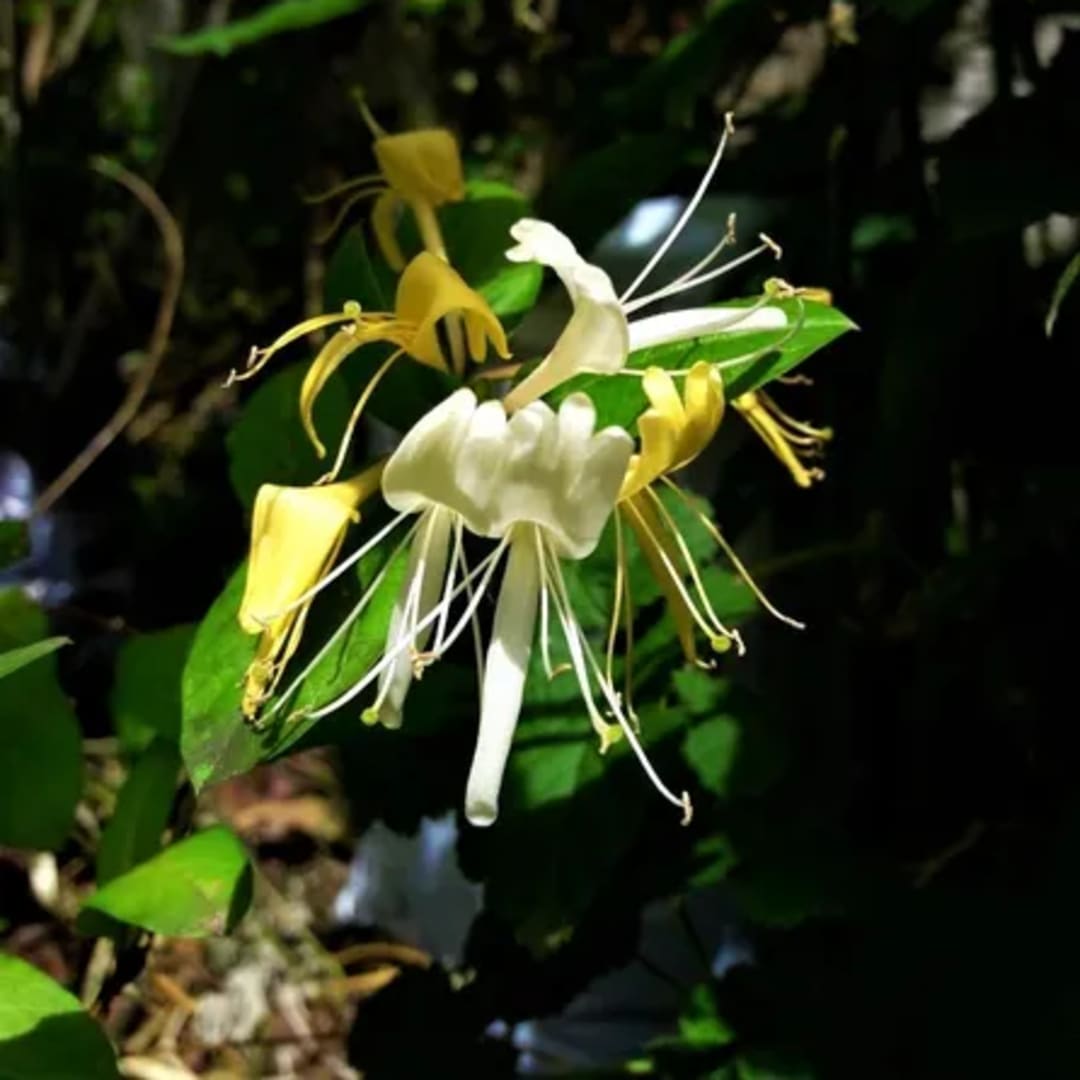 Madreselva Lonicera Japonica - Miniatura 2