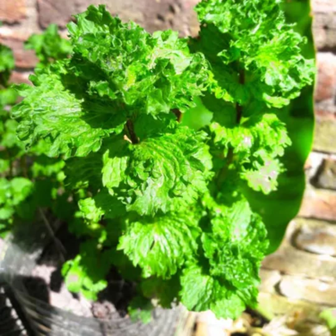 Menta Spicata Crespa - Menta rizada - Spearmint - Mentha - Minthe - Menthe - Yerbabuena - Yerba buena - Mint Julep - Smash - Cobbler - Mojito - Miniatura 2