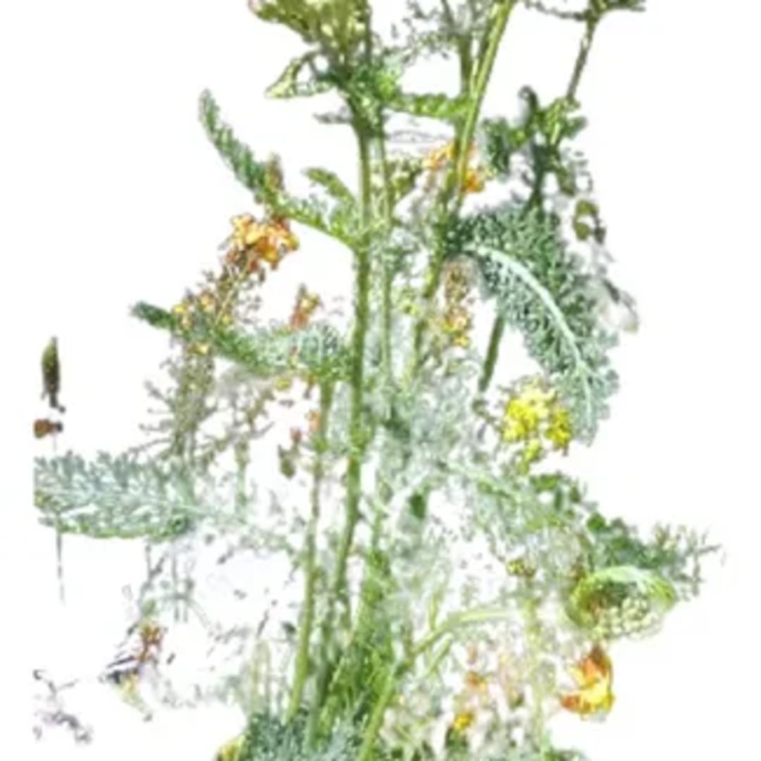 Milenrama Achillea Millefolium - Imagen 1