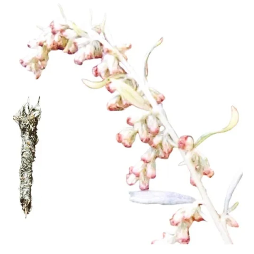 Moxa De Artemisa para Moxibustion - Miniatura 2