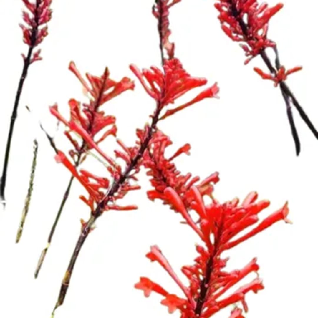 Odontonema Strictum Cuspidatum - Clavo de fuego - Coral de Jardín - Imagen 1