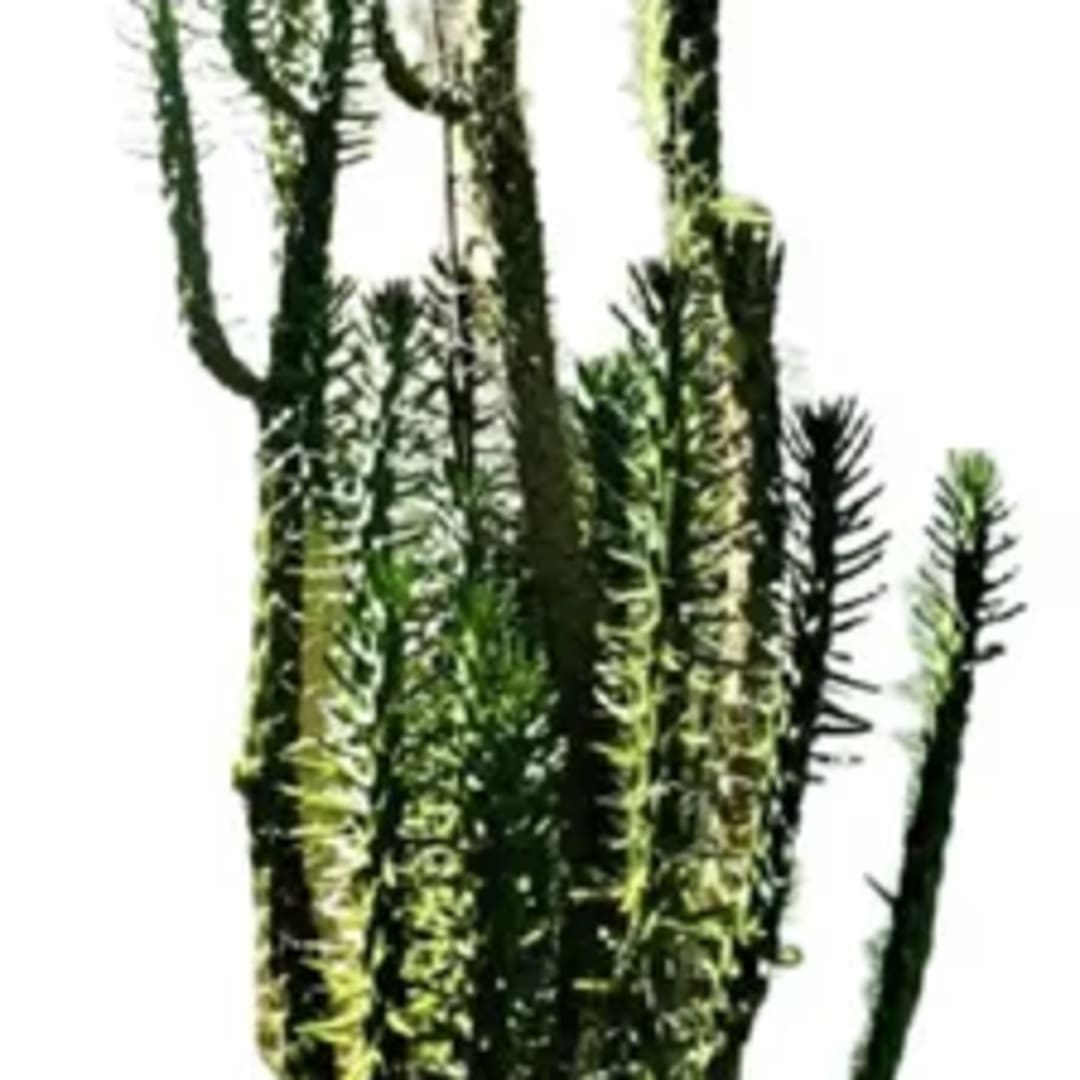 Opuntia Subulata Cactus - Imagen 1