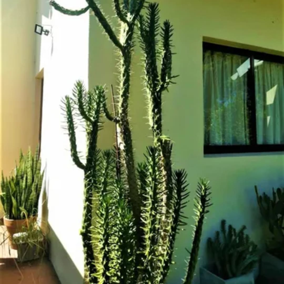 Opuntia Subulata Cactus - Miniatura 2