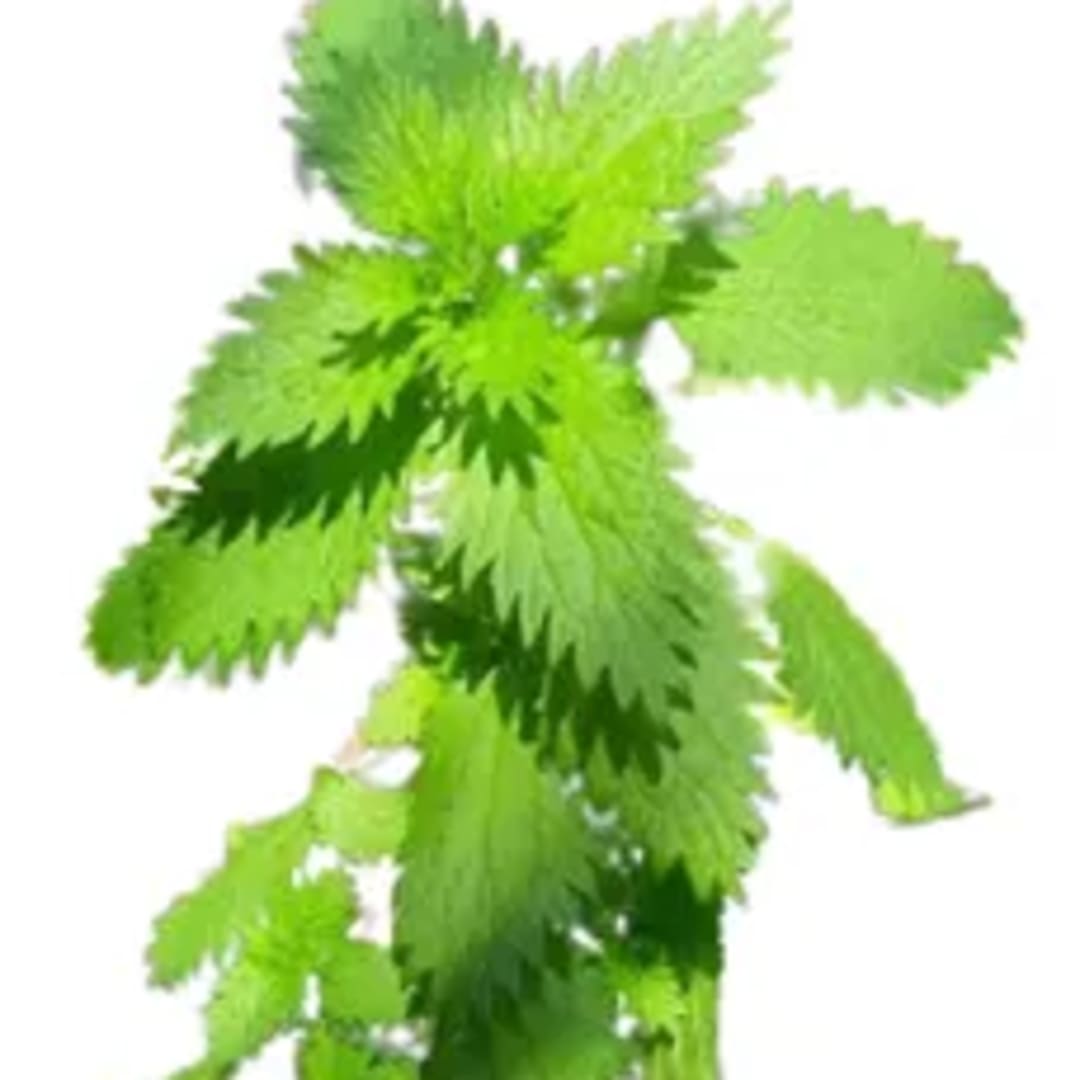 Ortiga Urtica Dioica - Imagen 1