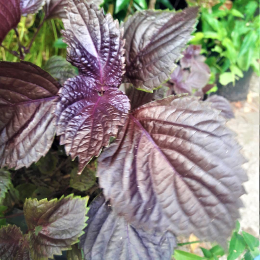 Perilla  Frutescens Shiso - Miniatura 2