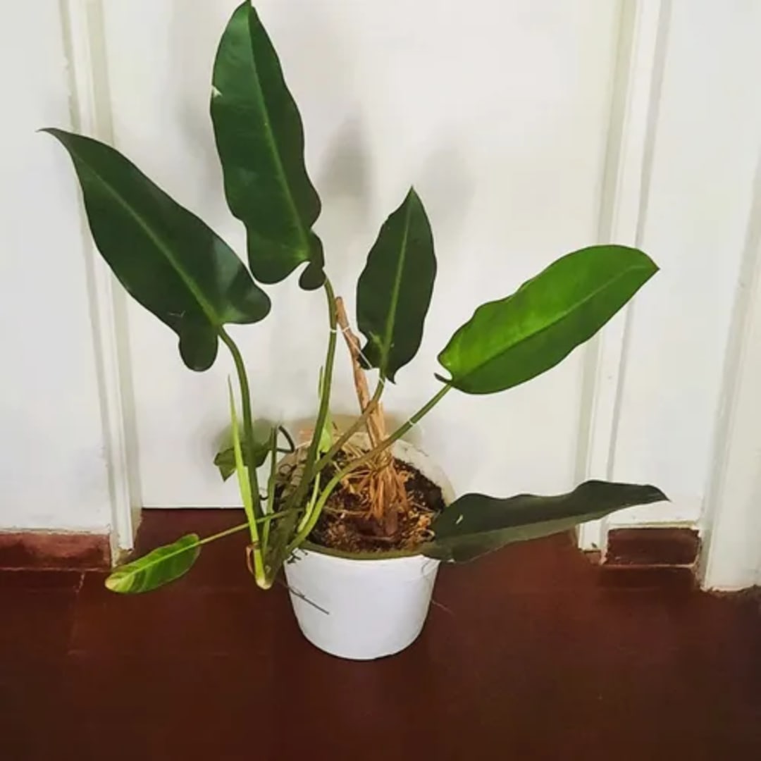 Pacová P/ Interior Philodendron - Miniatura 2