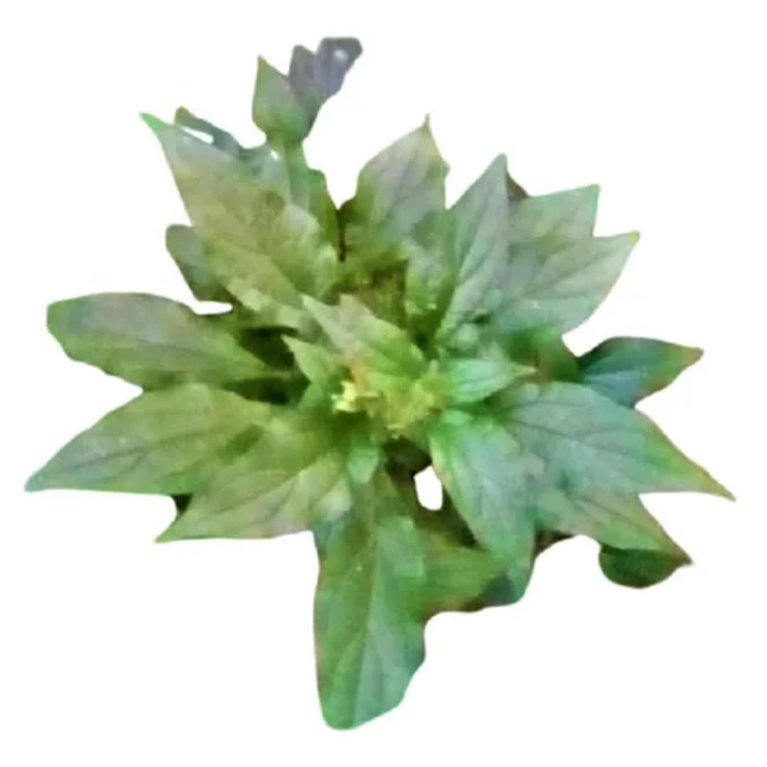 Parietaria Hierba De Pared - Imagen 1