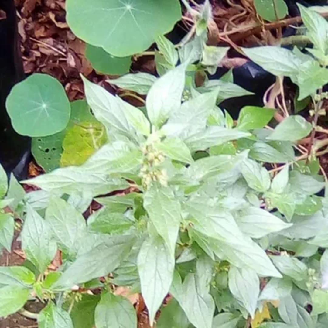 Parietaria Hierba De Pared - Miniatura 2