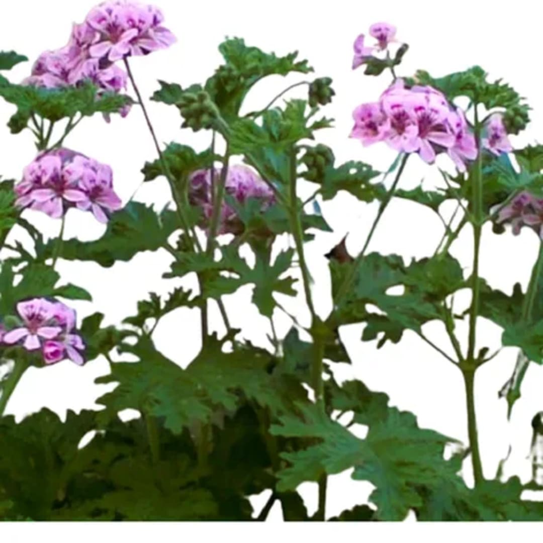 Pelargonium Citrosum Citronella - Imagen 1