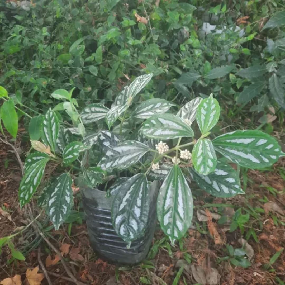 Pilea Cadierei Planta Aluminio - Miniatura 3