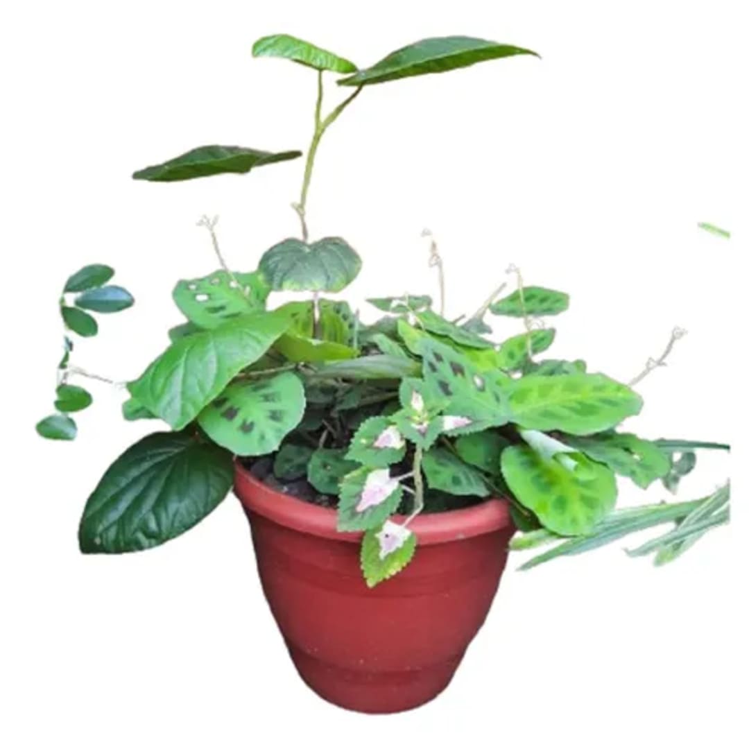 Piper, Maranta, Coleo Cretona - Imagen 1