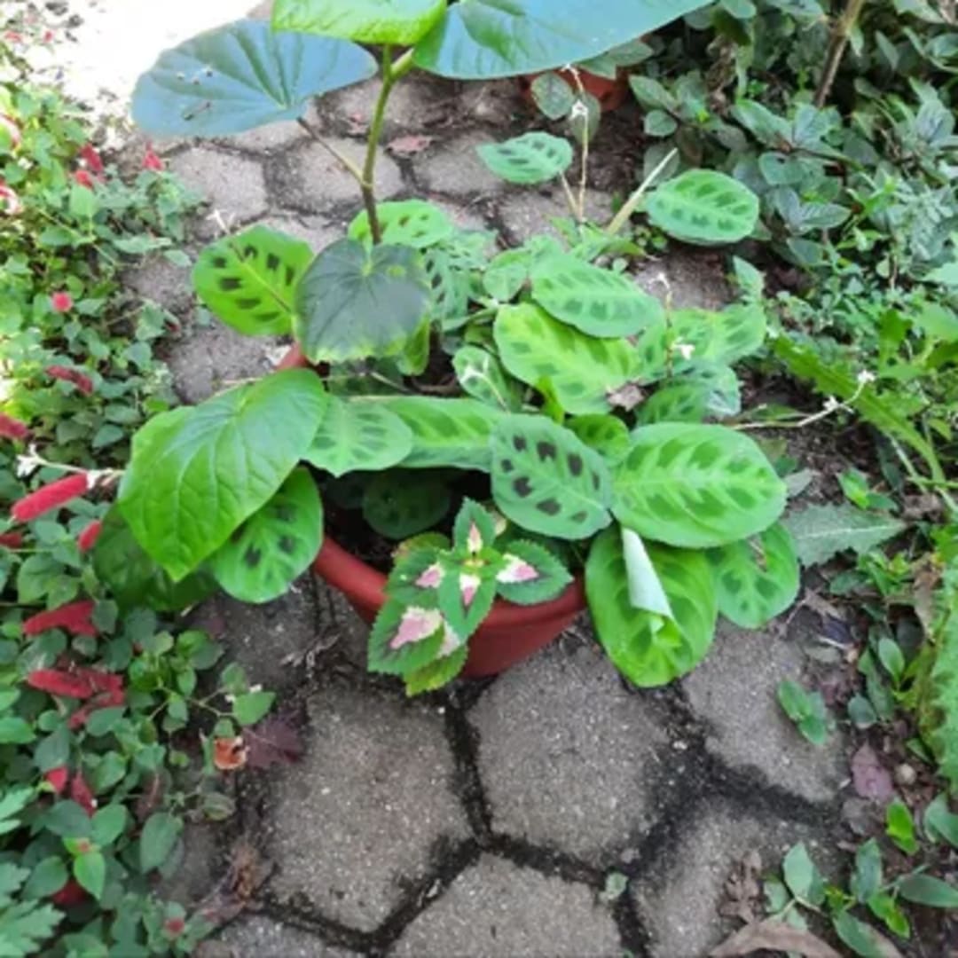 Piper, Maranta, Coleo Cretona - Miniatura 2