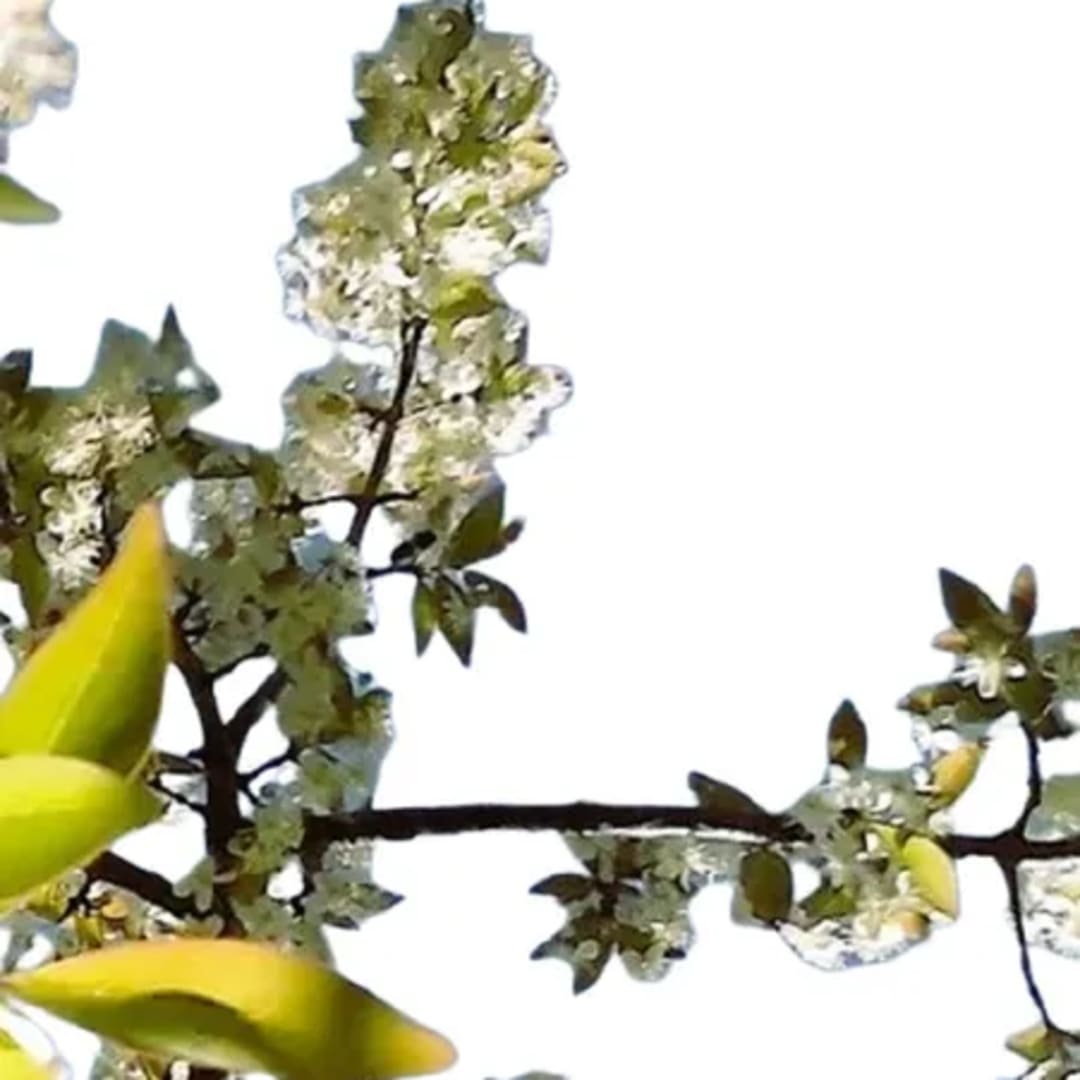 Pitanga Eugenia Árbol 3 X 600 - Imagen 1