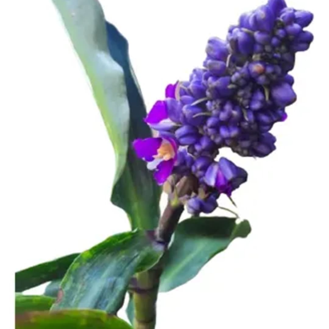 Jengibre Azul - Ginger Azul - Blue Ginger  - Marianinha -  Brazilian Ginger - Zafiro azul - Imagen 1