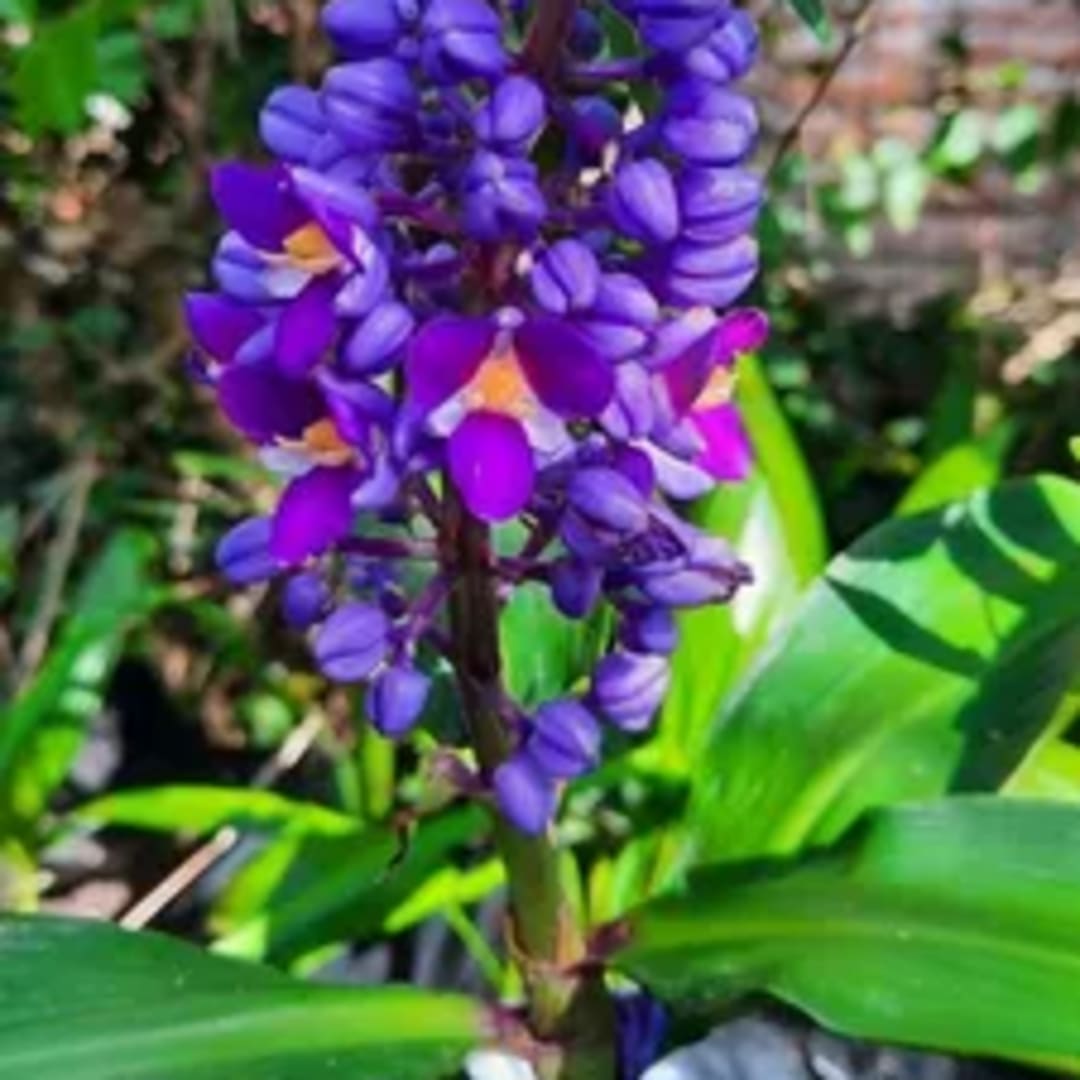 Jengibre Azul - Ginger Azul - Blue Ginger  - Marianinha -  Brazilian Ginger - Zafiro azul - Miniatura 2
