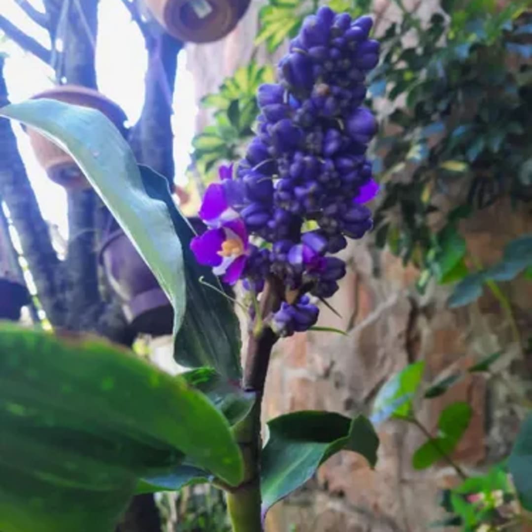 Jengibre Azul - Ginger Azul - Blue Ginger  - Marianinha -  Brazilian Ginger - Zafiro azul - Miniatura 3