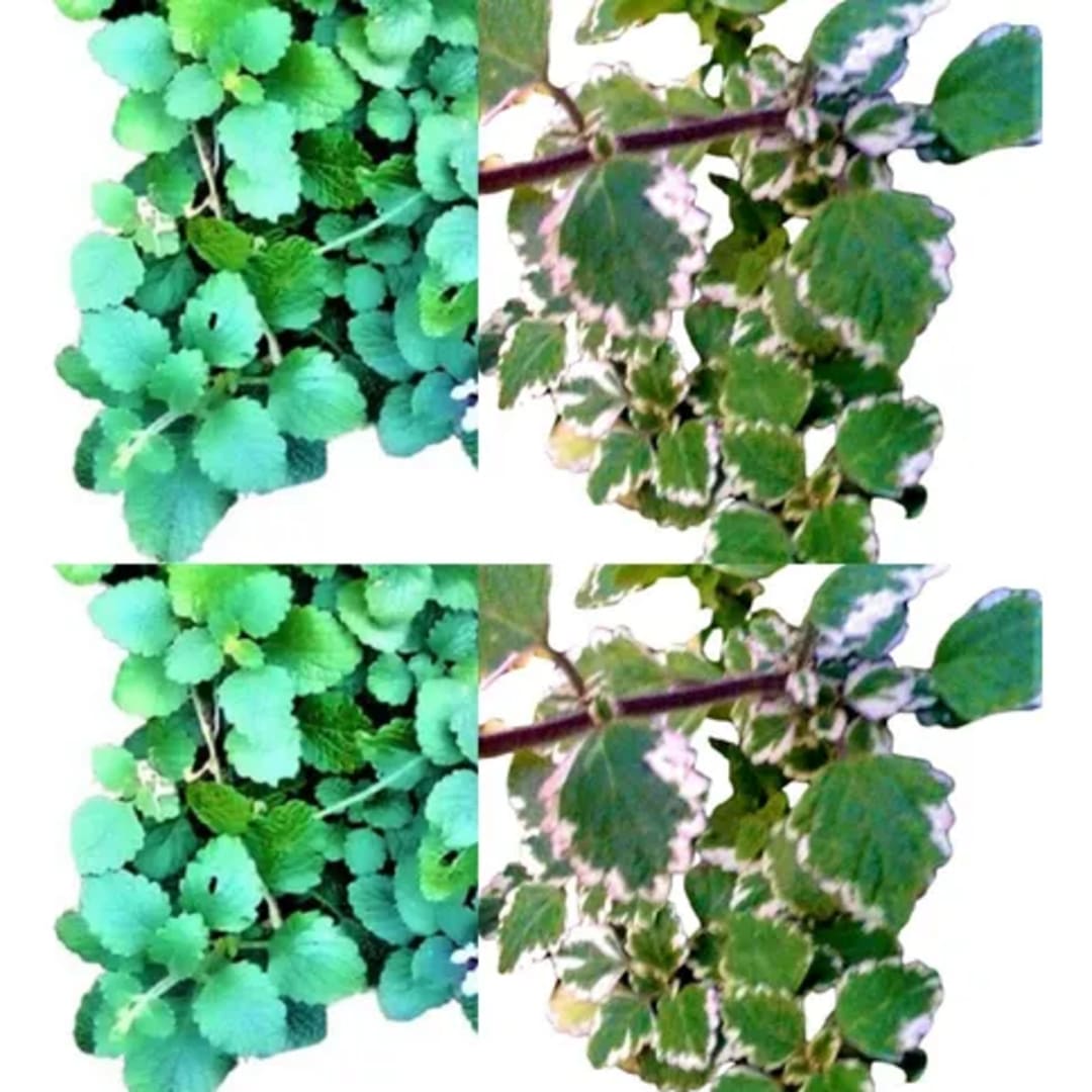 Plectranthus Coleoides Incienso - Imagen 1