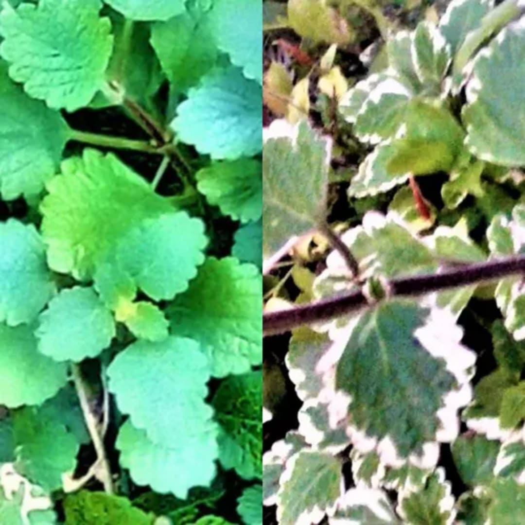 Plectranthus Coleoides Incienso - Miniatura 2
