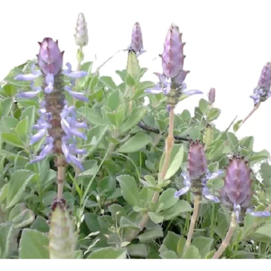 Plectranthus Ornatus - Imagen 1