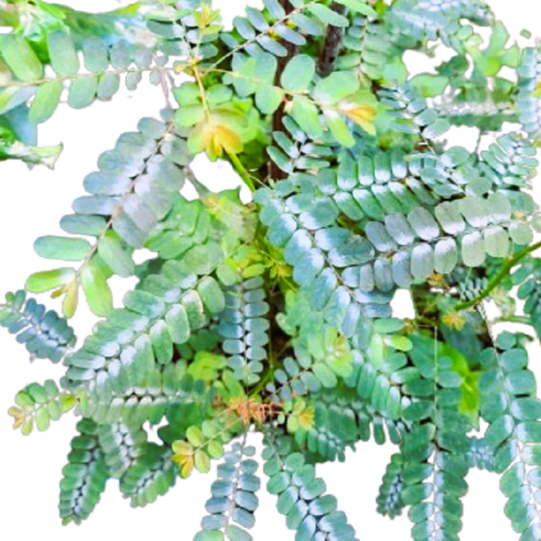 Quiebra Piedra - Chanca Piedra -  Para para'i - Phyllanthus niruri - Phyllanthus orbiculatus - Imagen 1