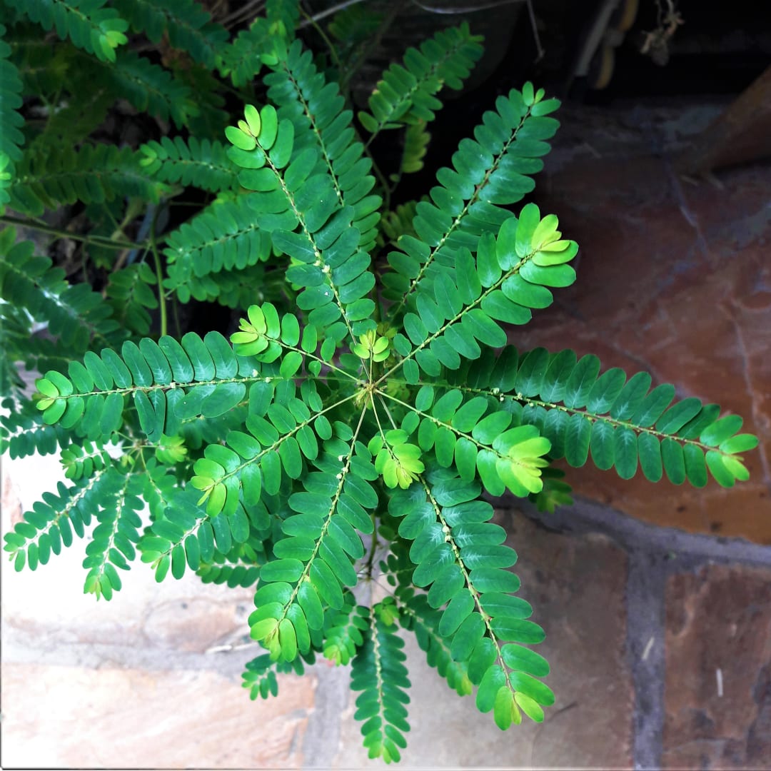 Quiebra Piedra - Chanca Piedra -  Para para'i - Phyllanthus niruri - Phyllanthus orbiculatus - Miniatura 2